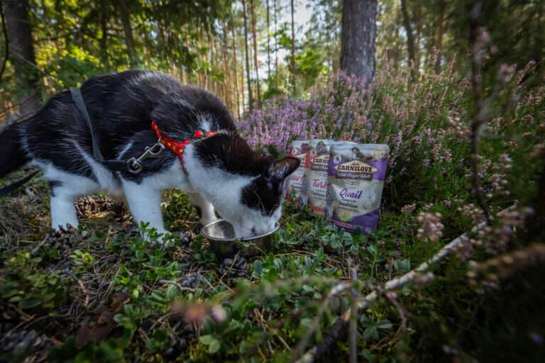 Czy karma w saszetkach dla kota może być podstawą codziennego żywienia?
