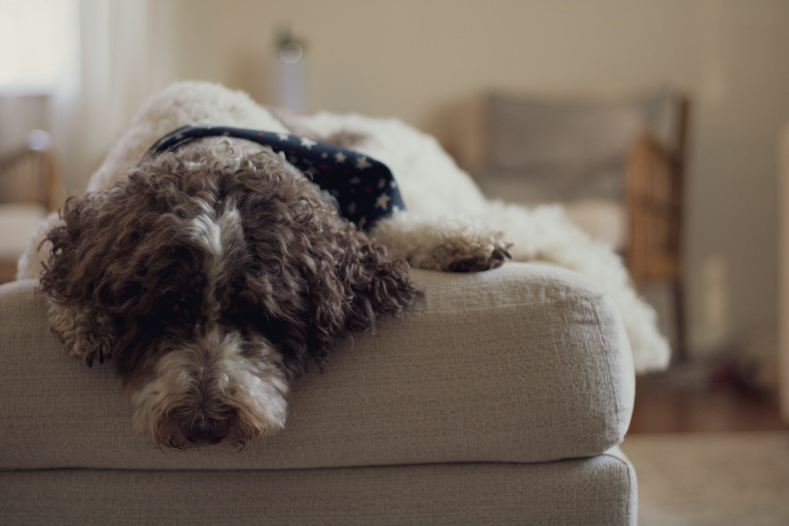 Jaka karma dla psa aktywnego, a jaka dla „kanapowca”?